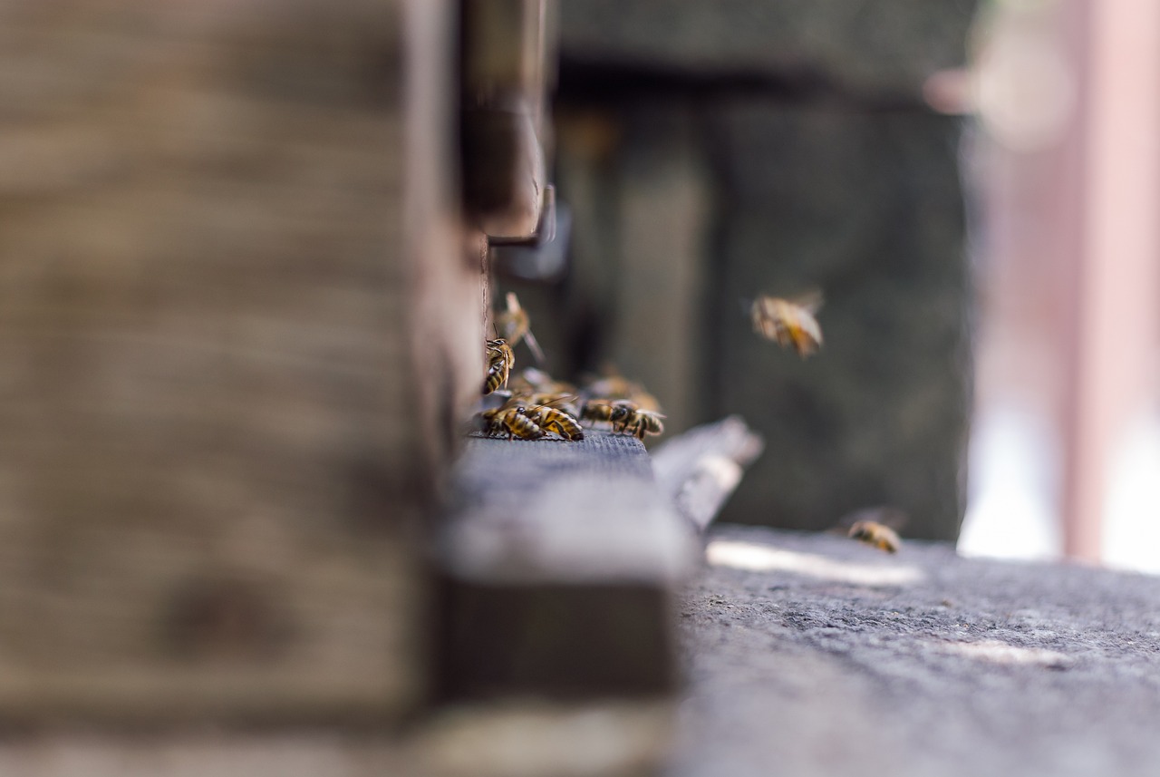 Basics of Eco-Friendly Beekeeping for Beginners